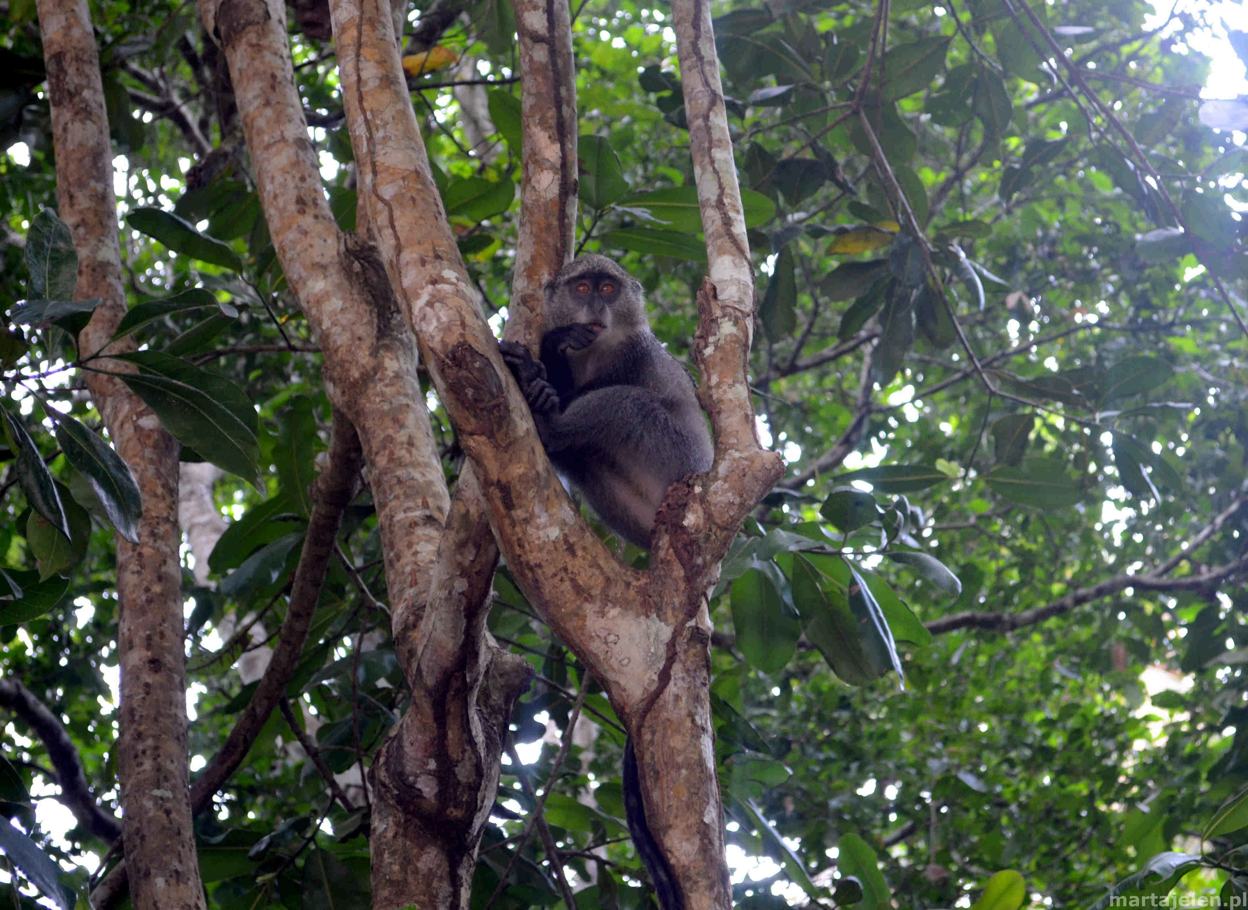 Małpka siedząca na drzewie w puszczy Jozani