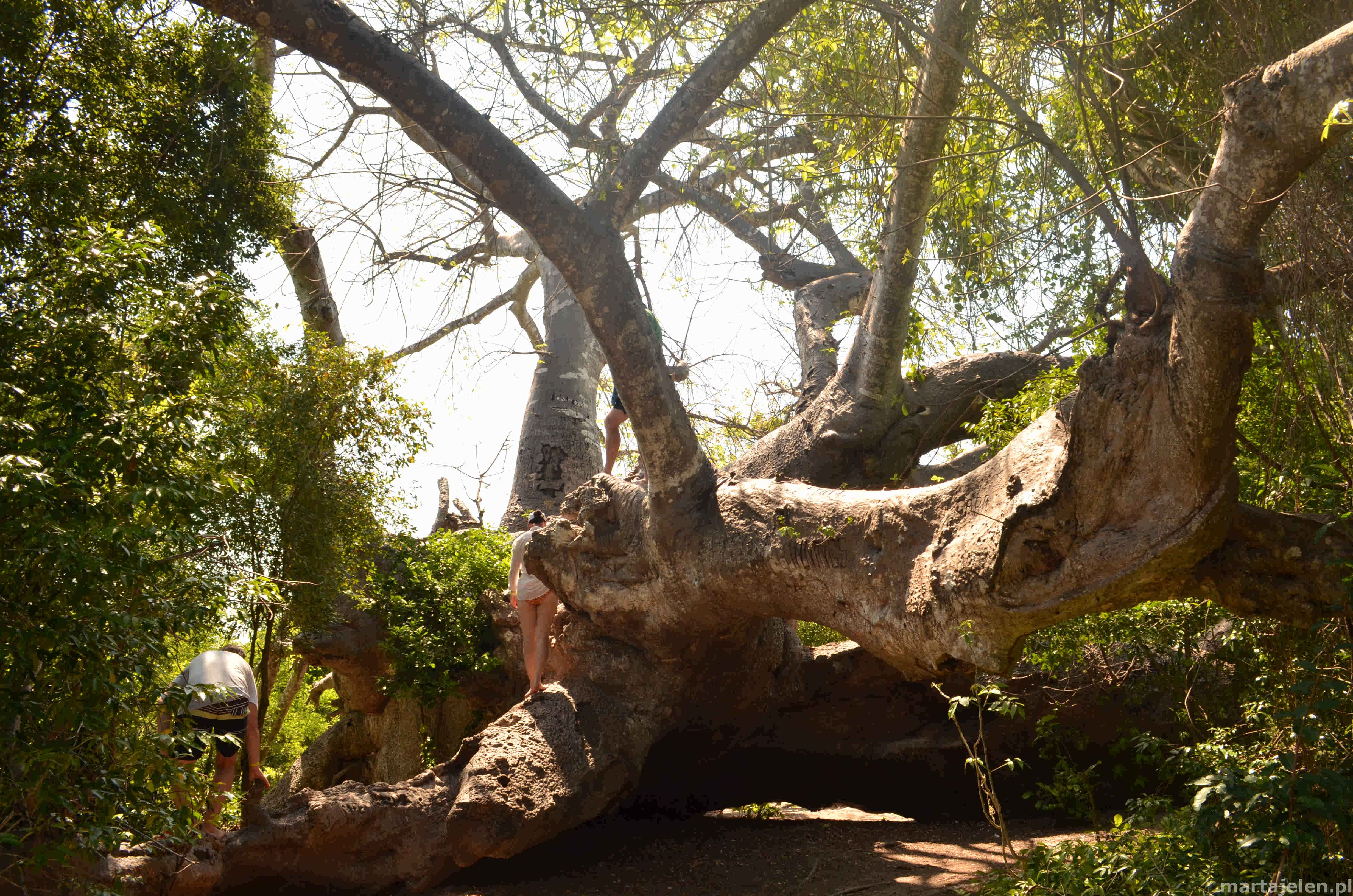 Zdjęcie baobabu rosnącego w poziomie