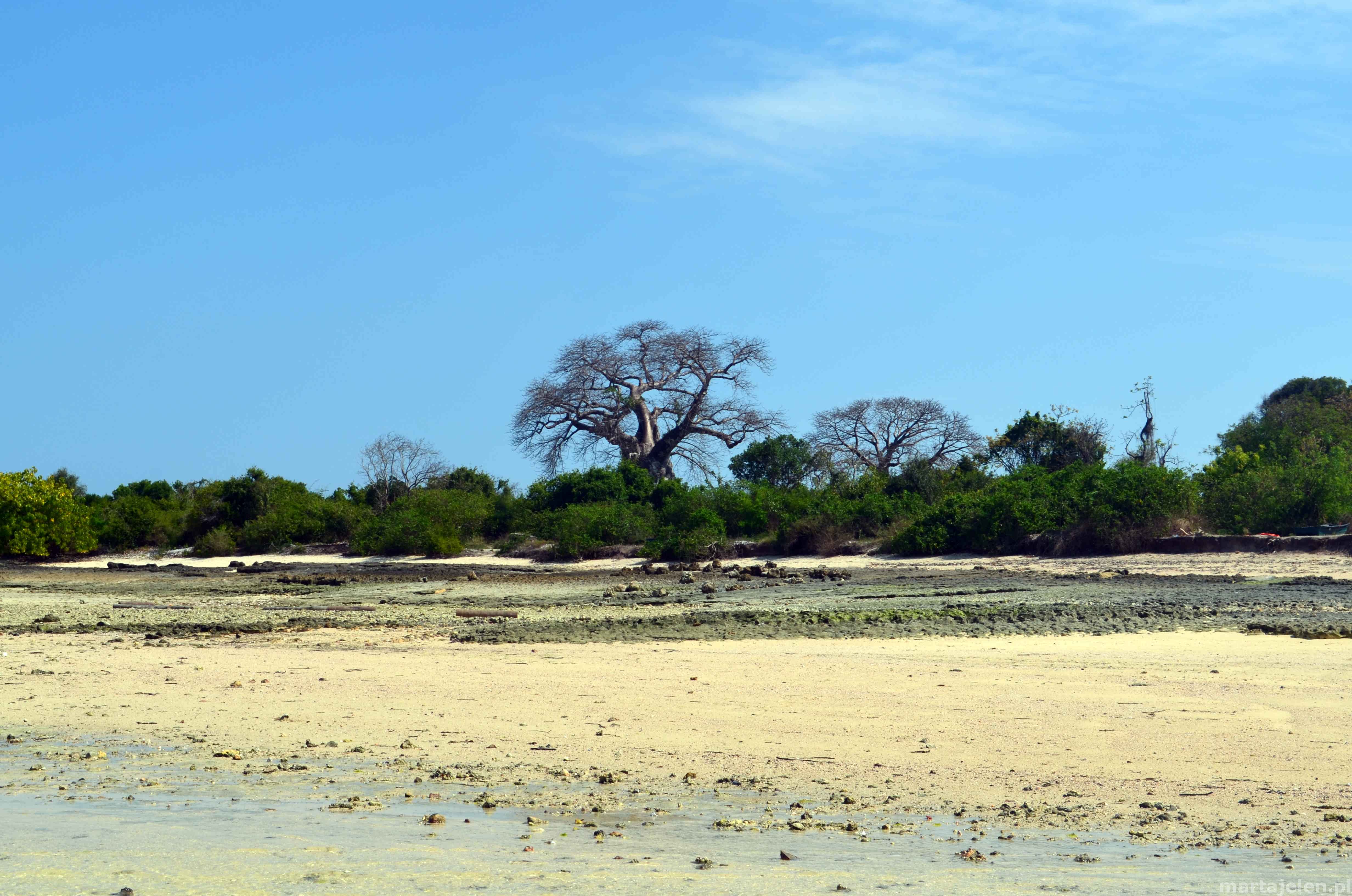 Baobab na wyspie